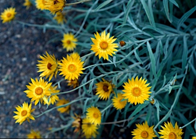 APII jpeg image of Xerochrysum sp. Mt Merino (S.T.Blake 22869)  © contact APII