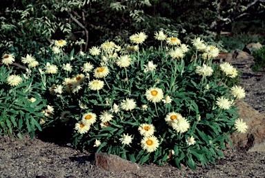 APII jpeg image of Xerochrysum bracteatum 'Cockatoo'  © contact APII