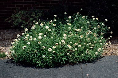 APII jpeg image of Xerochrysum bracteatum 'Dargan Hill Monarch'  © contact APII