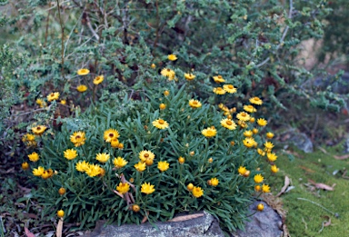 APII jpeg image of Xerochrysum bracteatum 'Diamond Head'  © contact APII