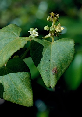 APII jpeg image of Zehneria baueriana  © contact APII