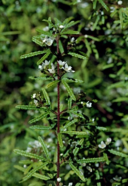 APII jpeg image of Zieria adenodonta  © contact APII