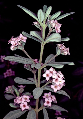 APII jpeg image of Zieria cytisoides  © contact APII