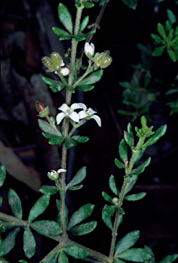 APII jpeg image of Zieria odorifera subsp. odorifera  © contact APII