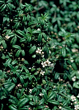 APII jpeg image of Zieria prostrata  © contact APII