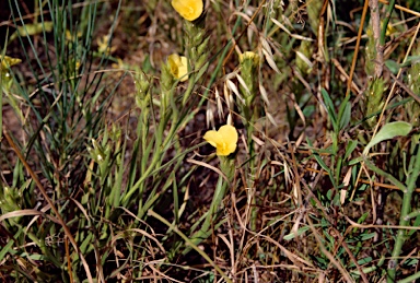 APII jpeg image of Cartonema sp. nov. 