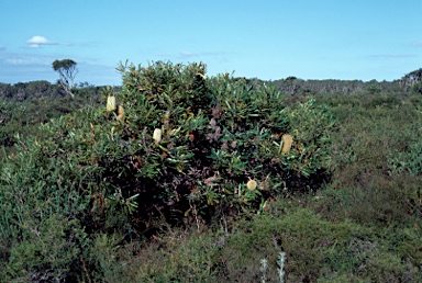 APII jpeg image of Banksia aemula  © contact APII