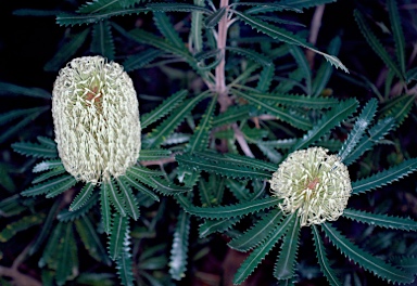 APII jpeg image of Banksia aemula  © contact APII