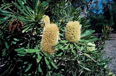 APII jpeg image of Banksia aemula  © contact APII