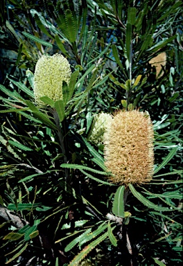 APII jpeg image of Banksia aemula  © contact APII