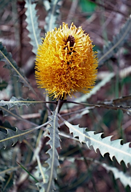 APII jpeg image of Banksia ashbyi  © contact APII