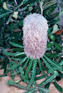 APII jpeg image of Banksia baueri  © contact APII