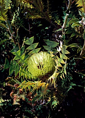 APII jpeg image of Banksia baxteri  © contact APII