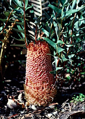 APII jpeg image of Banksia blechnifolia  © contact APII