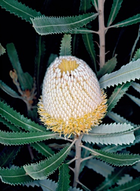 APII jpeg image of Banksia burdettii  © contact APII