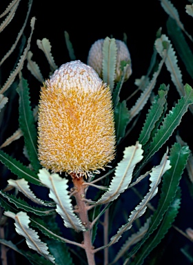 APII jpeg image of Banksia burdettii  © contact APII