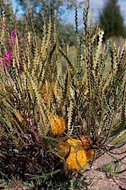 APII jpeg image of Banksia candolleana  © contact APII