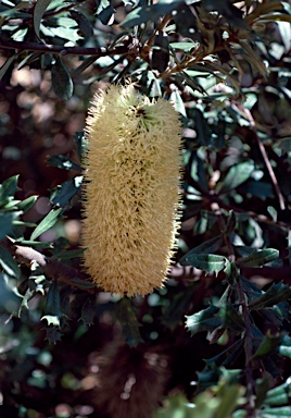 APII jpeg image of Banksia canei  © contact APII