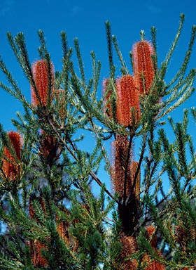 APII jpeg image of Banksia ericifolia subsp. ericifolia  © contact APII