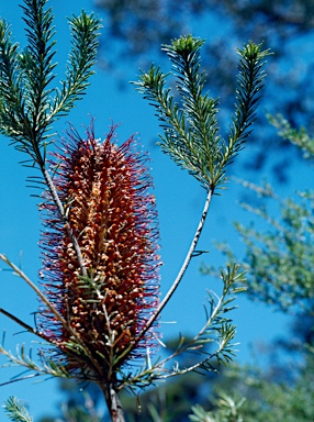 APII jpeg image of Banksia ericifolia subsp. macrantha  © contact APII