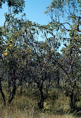 APII jpeg image of Banksia dentata  © contact APII