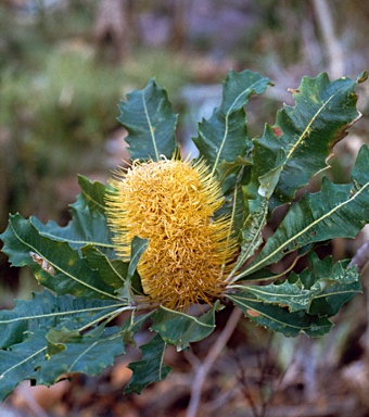 APII jpeg image of Banksia dentata  © contact APII