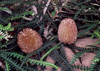 APII jpeg image of Banksia dryandroides  © contact APII
