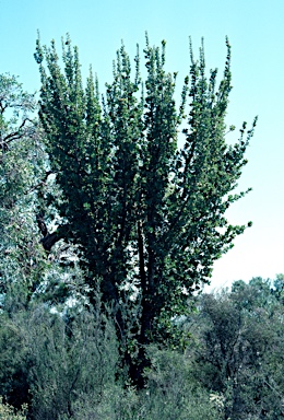 APII jpeg image of Banksia ilicifolia  © contact APII