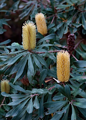 APII jpeg image of Banksia integrifolia subsp. monticola  © contact APII