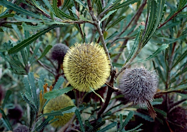 APII jpeg image of Banksia laevigata  © contact APII