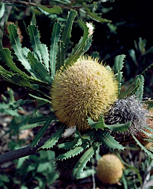 APII jpeg image of Banksia laevigata  © contact APII