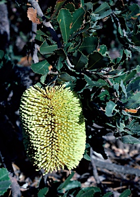 APII jpeg image of Banksia lemanniana  © contact APII