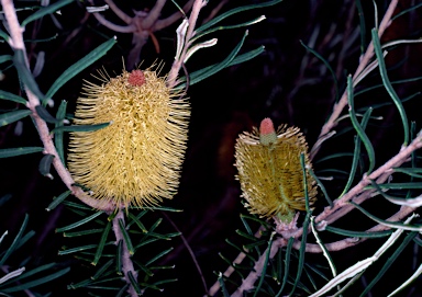 APII jpeg image of Banksia marginata  © contact APII