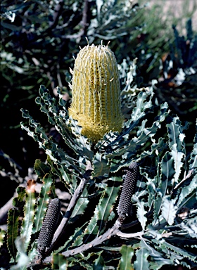 APII jpeg image of Banksia menziesii  © contact APII