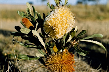 APII jpeg image of Banksia ornata  © contact APII