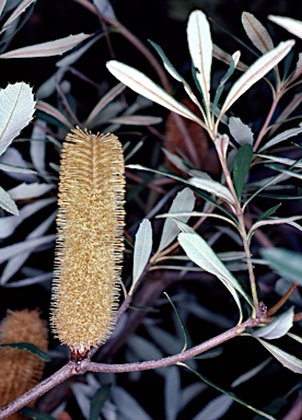 APII jpeg image of Banksia paludosa  © contact APII