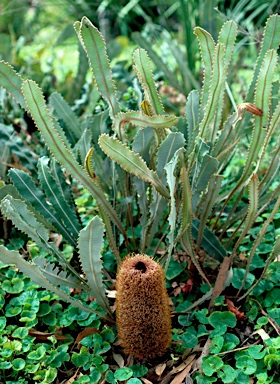 APII jpeg image of Banksia petiolaris  © contact APII