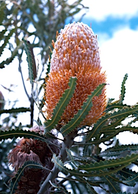 APII jpeg image of Banksia prionotes  © contact APII