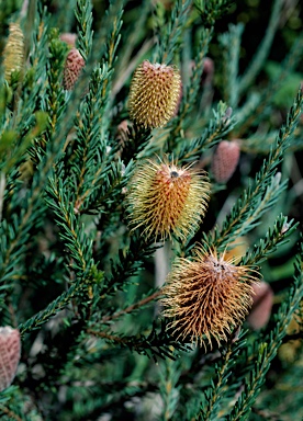 APII jpeg image of Banksia pulchella  © contact APII