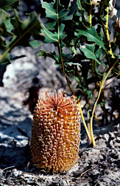 APII jpeg image of Banksia repens  © contact APII