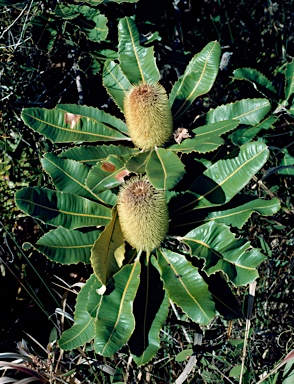 APII jpeg image of Banksia robur  © contact APII