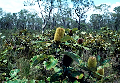 APII jpeg image of Banksia robur  © contact APII