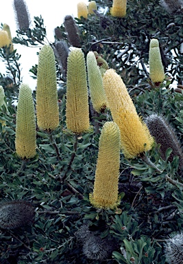 APII jpeg image of Banksia sceptrum  © contact APII