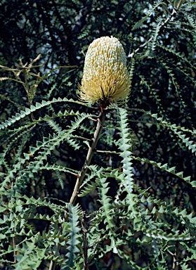 APII jpeg image of Banksia speciosa  © contact APII
