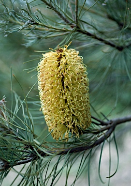 APII jpeg image of Banksia tricuspis  © contact APII