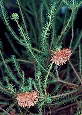 APII jpeg image of Banksia violacea  © contact APII