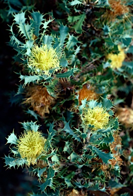 APII jpeg image of Banksia glaucifolia  © contact APII