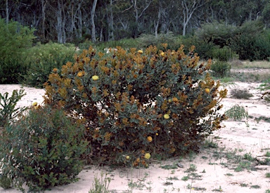 APII jpeg image of Banksia heliantha  © contact APII