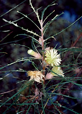 APII jpeg image of Banksia hewardiana  © contact APII