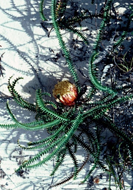 APII jpeg image of Banksia obtusa  © contact APII
